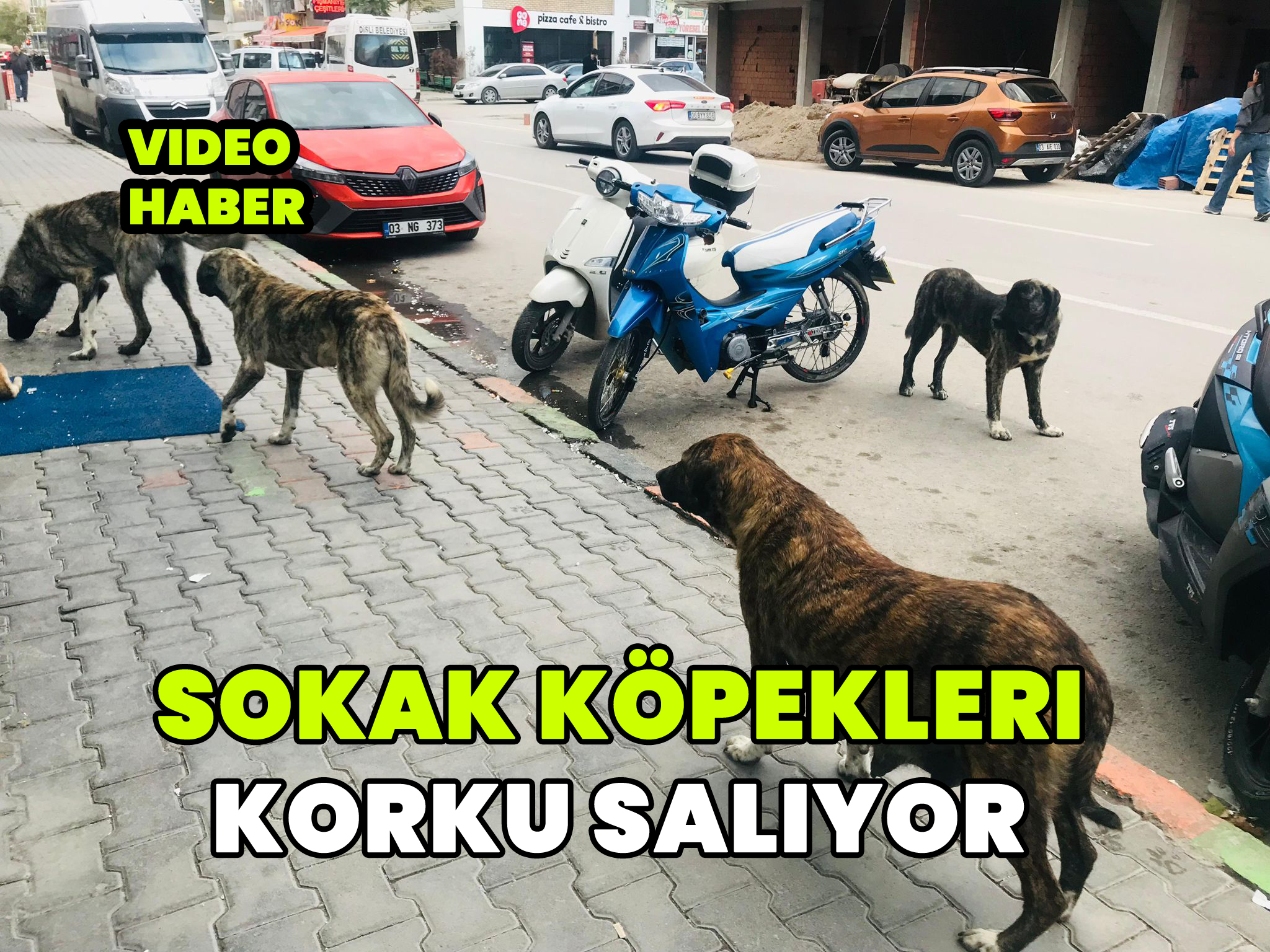 Sokak Köpekleri korku salıyor